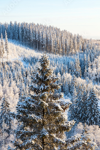 View of spruce forest in winter