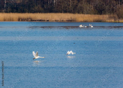 Mute swans take off from the lake