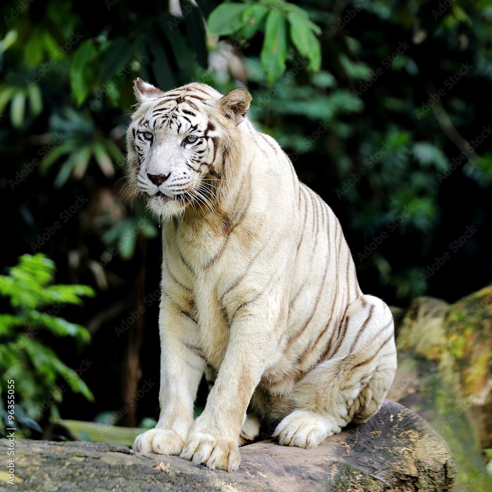 White Tiger Sitting Down on a Log White Tiger Sitting Down on a Log