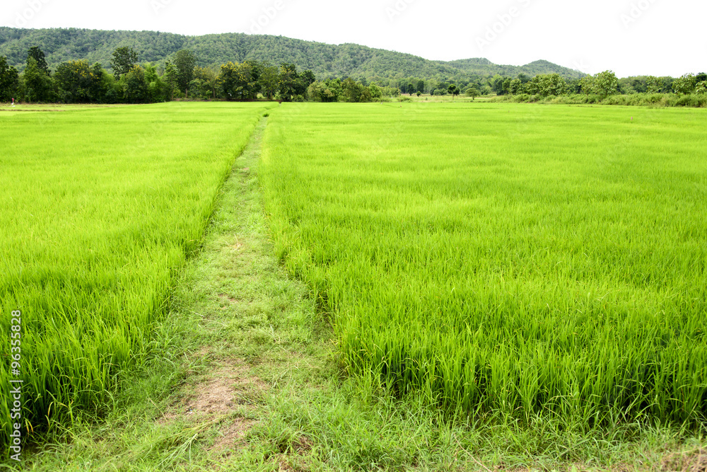 Obraz premium lush green paddy rice spring