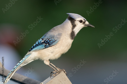 Blue Jay Bird - Perched on a fence