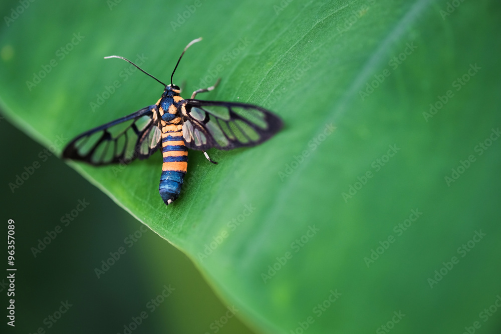 Fototapeta premium A close-up look of a butterfly on a leaf 