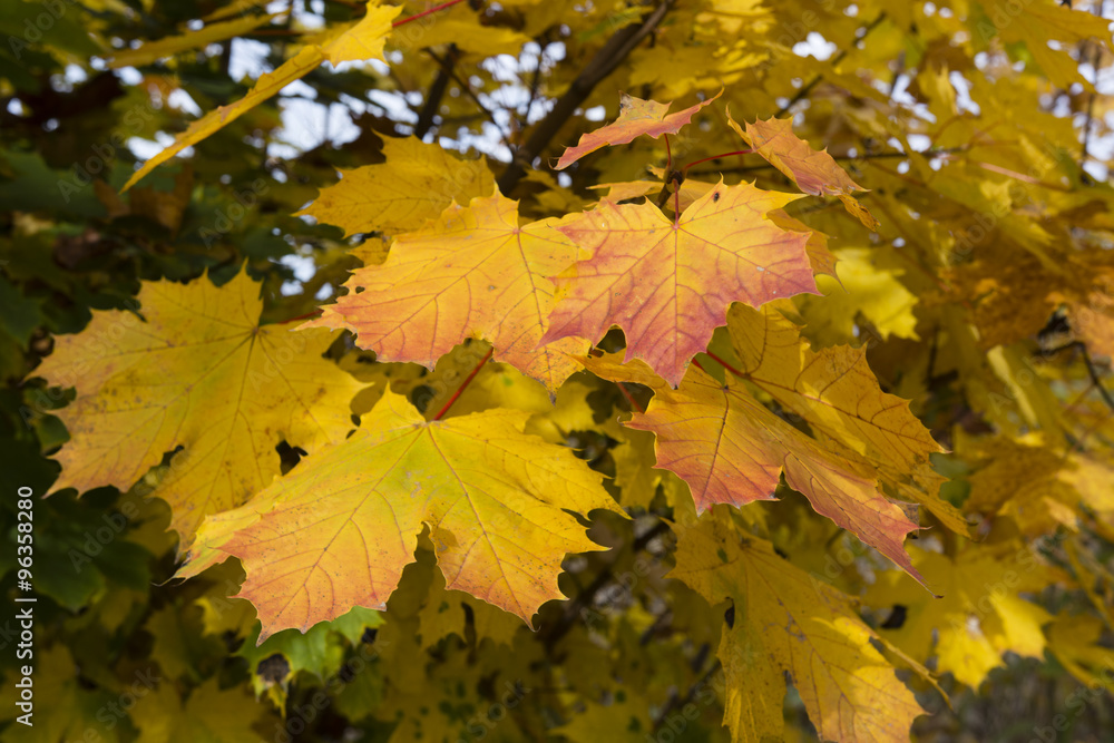 maple leaves in autumn colors on a tree maple leaves in autumn colors on a tree