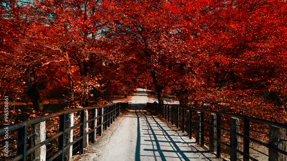 arched autumn themed trees over looking an old bridge arched autumn themed trees over looking an old bridge