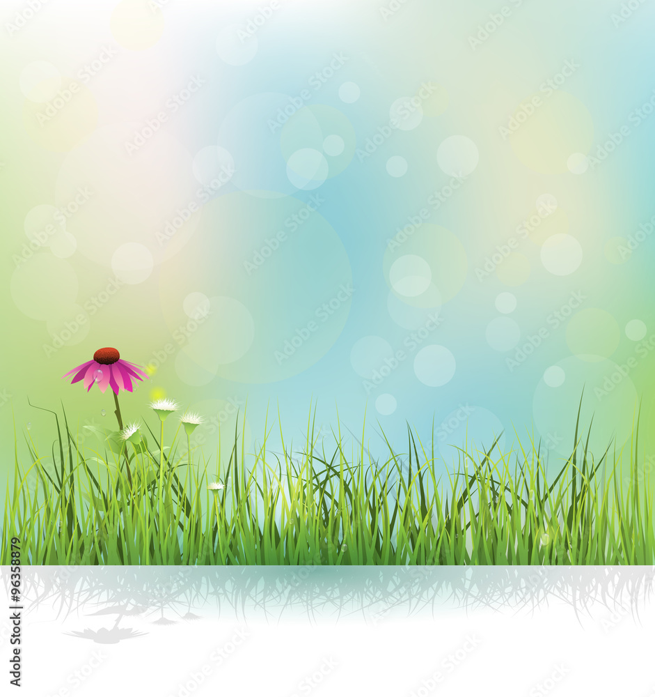 Fototapeta premium Vector illustration Spring nature field, green grass, white flowers meadow and echinacea ( purple coneflower) flower with shadow. Water drops on green leaves with bokeh on blue-green color background.