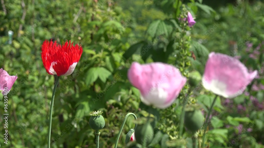 poppy flowers blooms move in wind in summer garden. Closeup focus change shot. 4K
poppy flowers blooms move in wind in summer garden. Closeup focus change shot. 4K