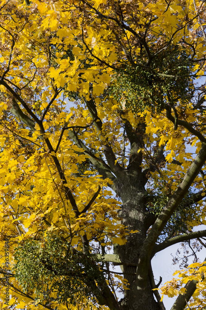 Fototapeta premium Green mistletoe in the crown of maple tree