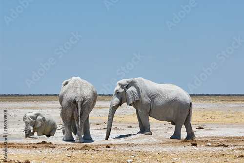 Elephants drinking from a waterhole