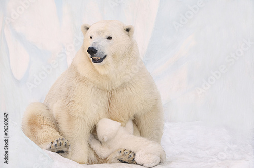  Белая медведица кормит медвежонка.