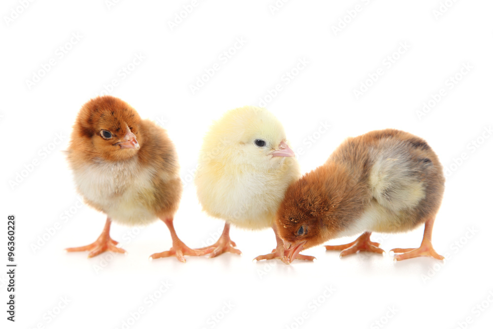 Yellow chickens Yellow chickens