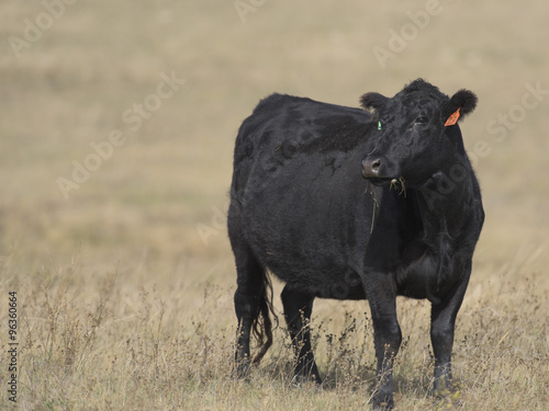 Black Angus Cow