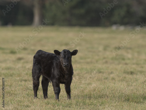 Billede på lærred Black Angus Calf