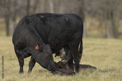 Black Angus Cow and Calf © Steve Oehlenschlager