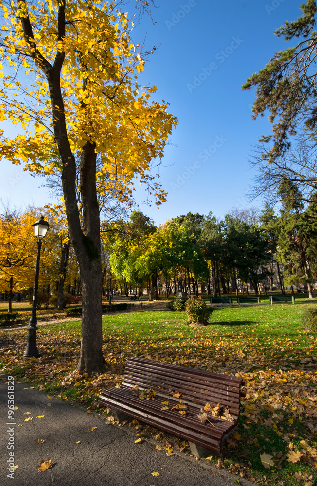 Fototapeta premium autumn in park