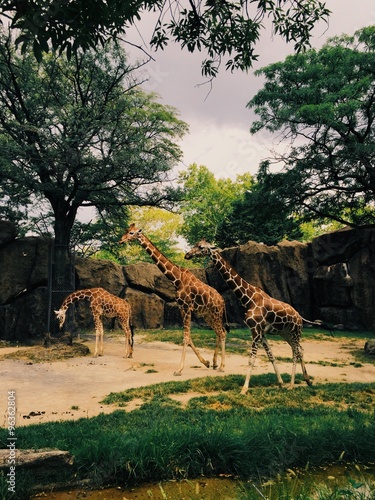 Photography Giraffes