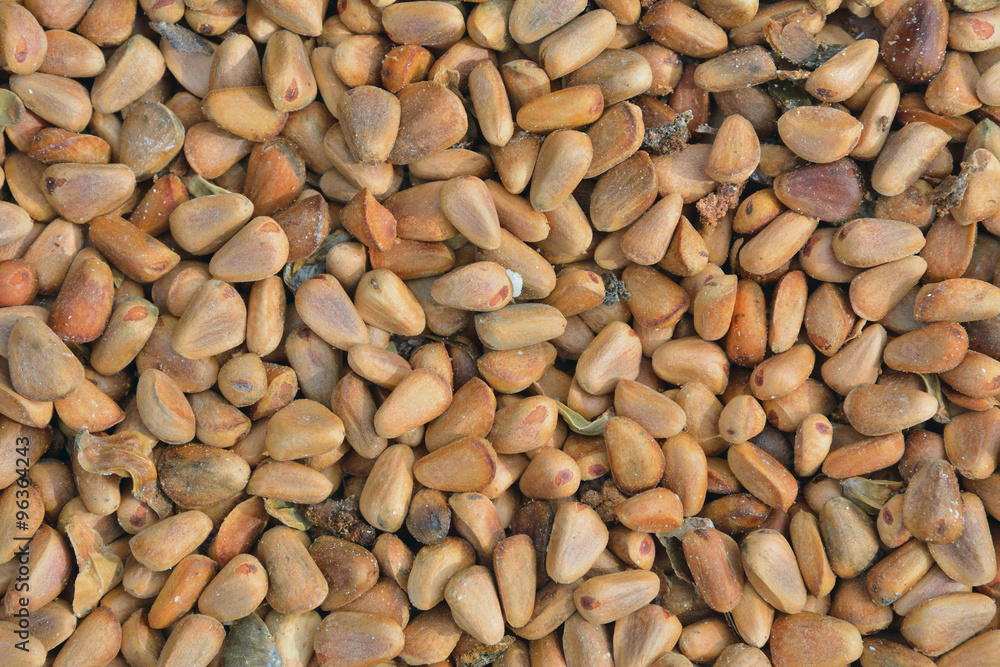 Pine nuts 7 Pine nuts 7
