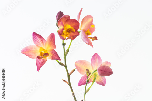 Red orange Spathoglottis Plicata orchid