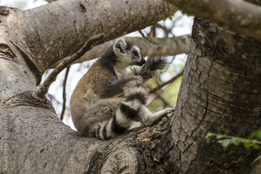 Obraz premium Ring tailed lemur on a tree