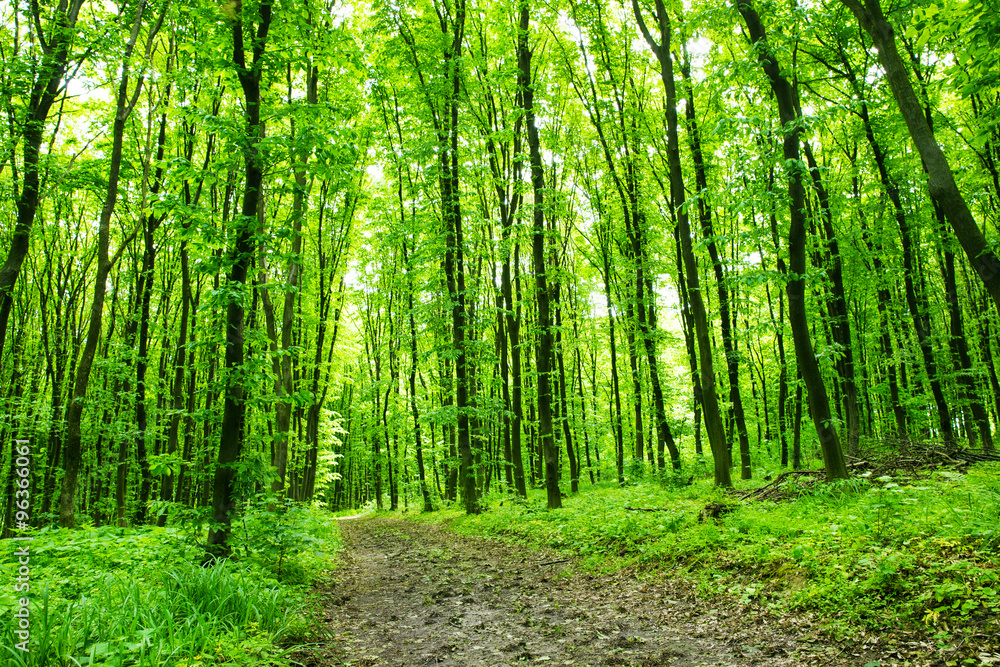 Forest background Forest background