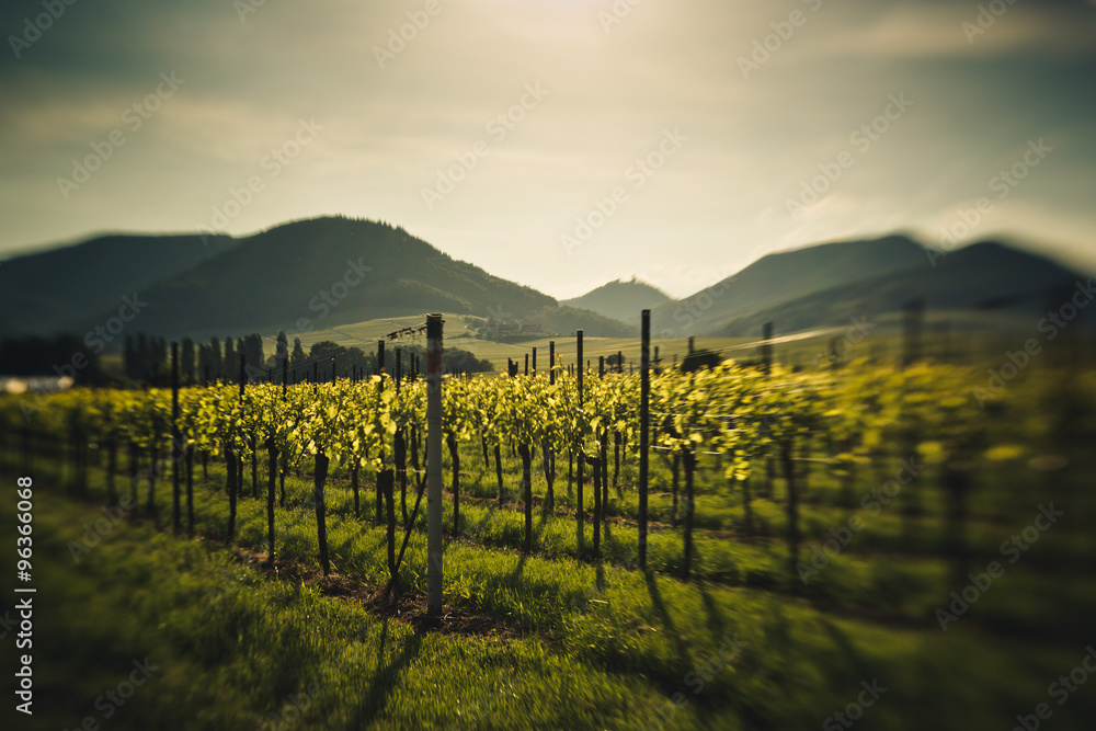 Obraz premium Vineyards in Rhineland Palatinate in early summer