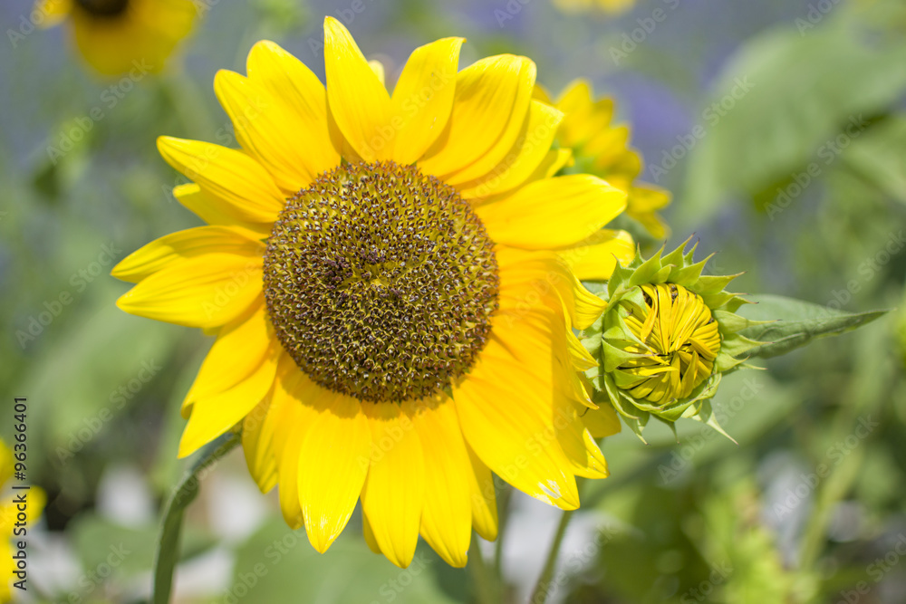 Obraz premium A close-up of sunflower in field