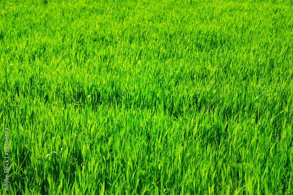 green field