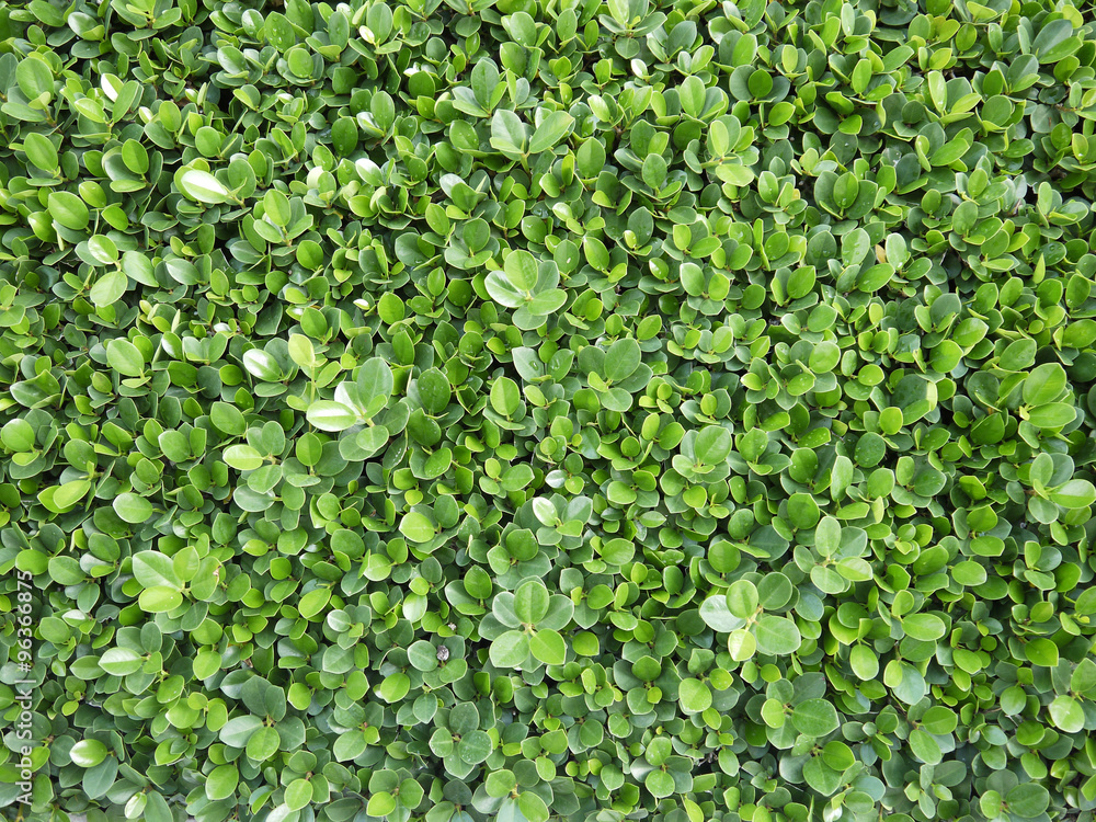Green bush close up Green bush close up