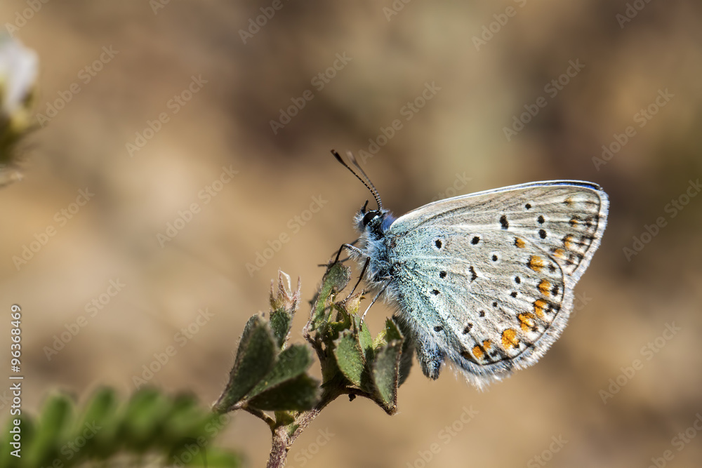 Obraz premium Kelebek