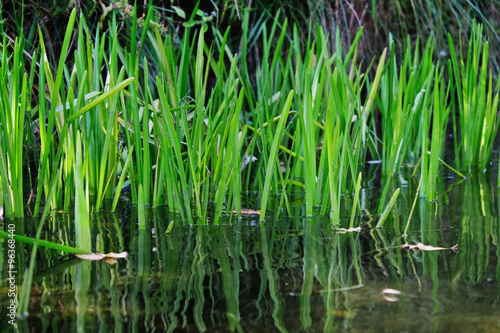 river grass in the water closeup
