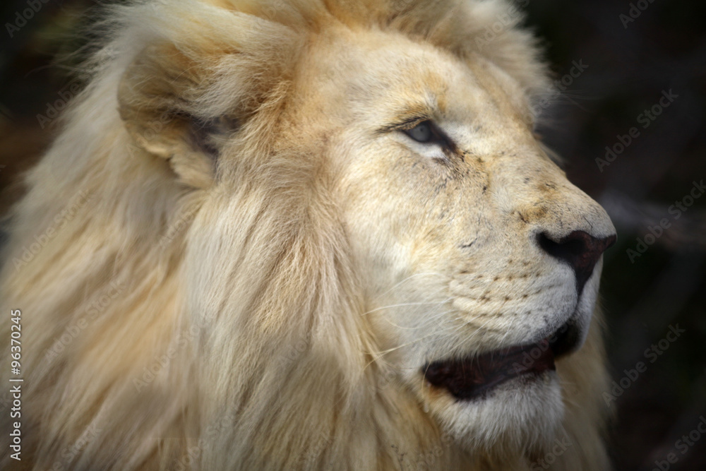 Obraz premium leon