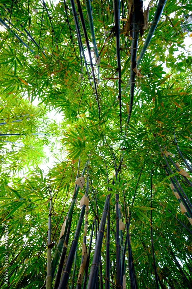 Naklejka premium Bamboo forest