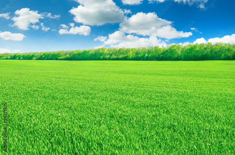 Fototapeta premium field of grass and perfect sky