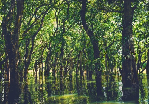 Flooded trees in mangrove rain forest. Kampong Phluk village. Cambodia