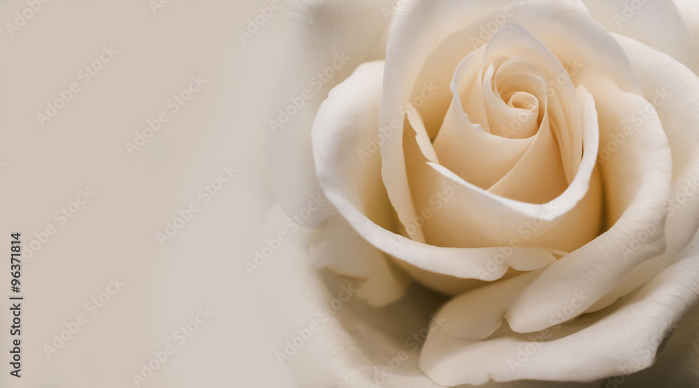 Obraz premium Light pink creamy rose closeup background
