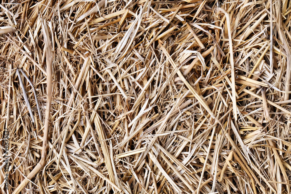 dry straw texture, useful for backgrounds dry straw texture, useful for backgrounds