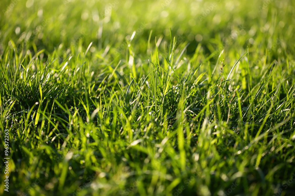 Fresh green grass Fresh green grass