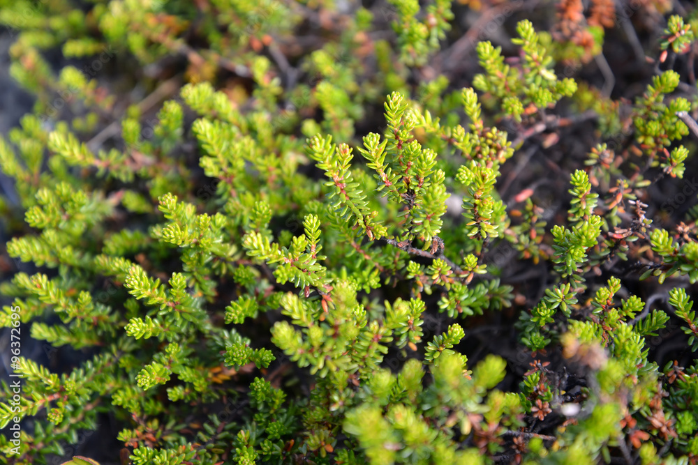 Black crowberry (crowberry) (Empetrum nigrum L.) Black crowberry (crowberry) (Empetrum nigrum L.)