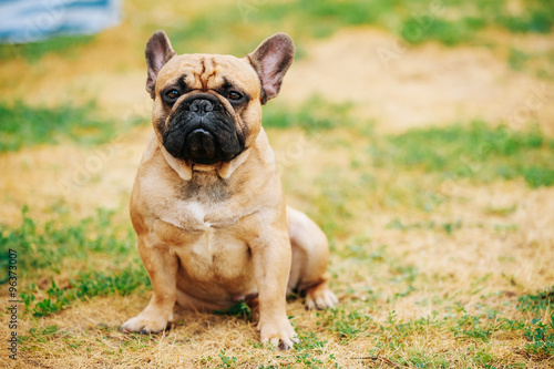 French Bulldog Dog Sitting in grass Outdoor