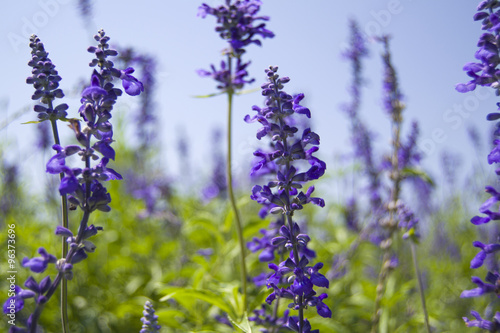 Lavender in field