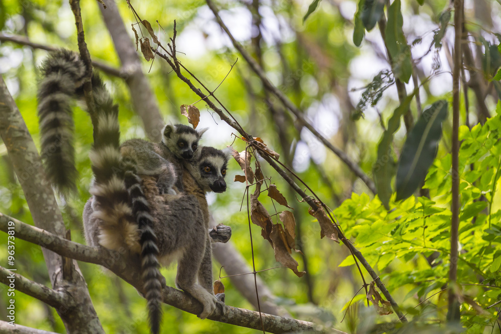 Obraz premium Cute ring tailed Lemur with a baby on the back standing on the branch of a tree in the jungle of Madagascar.