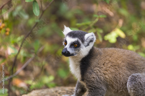Cute Ring tailed lemur with orange curious eyes portrait in Reserve d'Anja, Madagascar wildlife sanctuary . © jordieasy