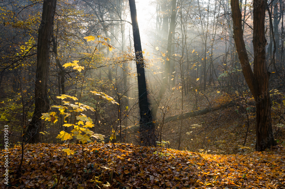 Obraz premium Sunbeams pour into the autumn forest