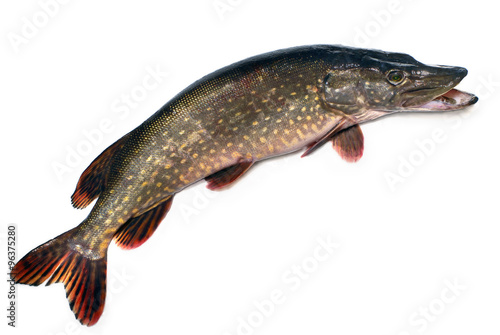 The Ukrainian river pike isolated on a white background