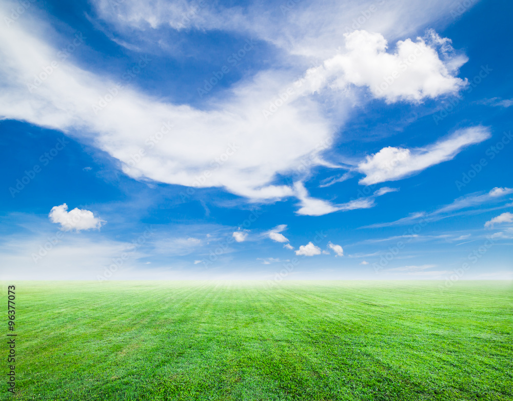 Field of green grass and blue sky in sunny day Field of green grass and blue sky in sunny day