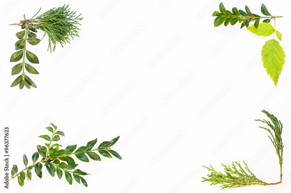 Frame from leaves Frame from leaves