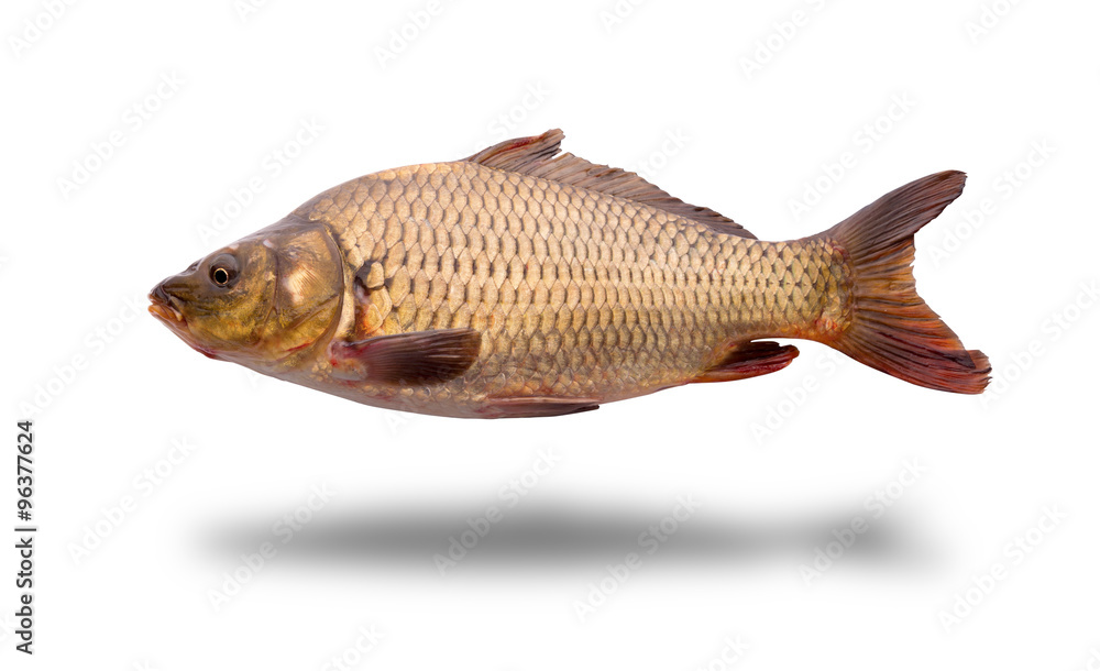 Fresh raw fish Fresh raw fish