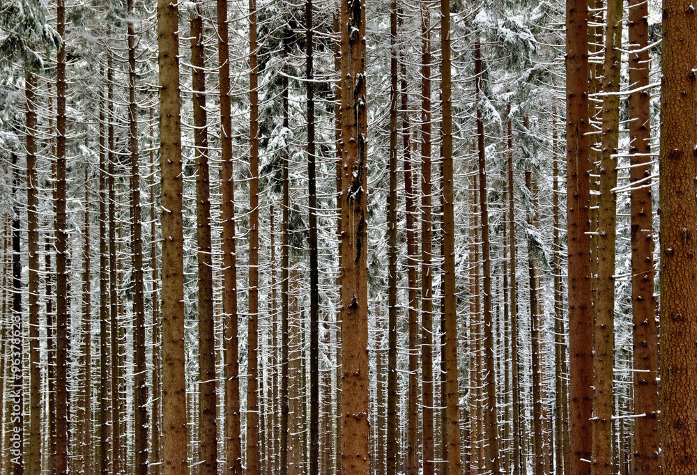 Fototapeta premium Snowy forest