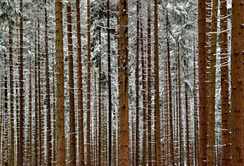 Snowy forest