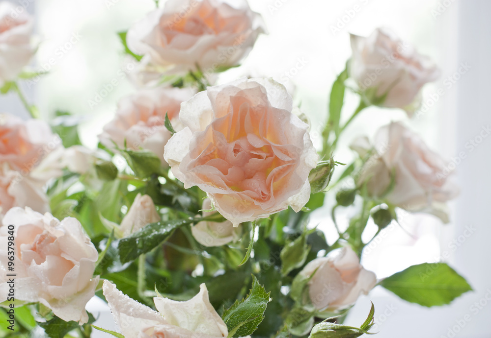 Tender light pink tea roses on a blurred background
