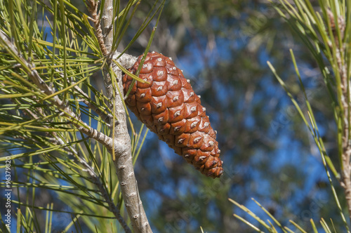 Detail of leaves  branches and cones of Aleppo Pine  Pinus halepensis. It is a pine native to the Mediterranean Region. Photo taken in Buendia  Cuenca  Spain.